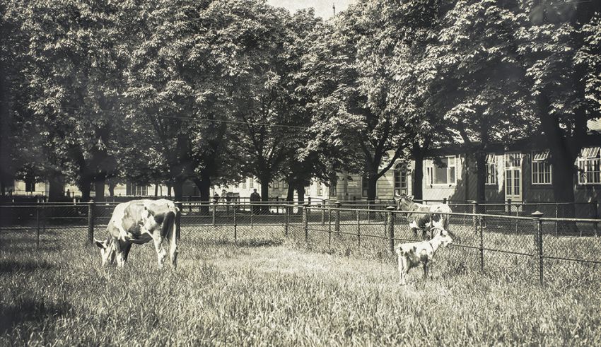 Großer Hof